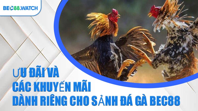 Ưu đãi và các khuyến mãi dành riêng cho sảnh Đá Gà BEC88